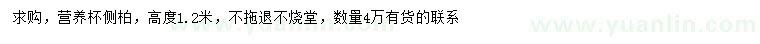 求購高1.2米側(cè)柏
