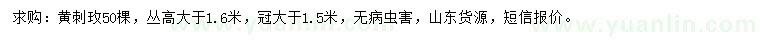 求購(gòu)高大于1.6米黃刺玫