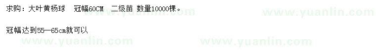 求購冠幅60公分大葉黃楊