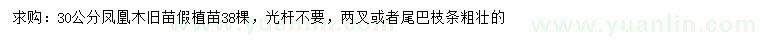 求購30公分鳳凰木