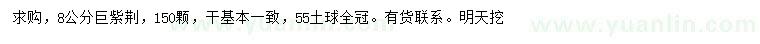 求購8公分巨紫荊