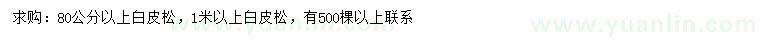 求購80、100公分以上白皮松