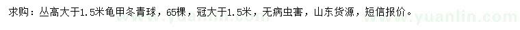求購高大于1.5米龜甲冬青球