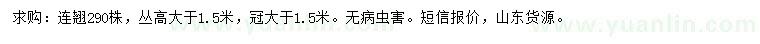 求購高大于1.5米連翹