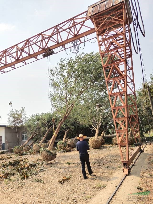 供应乌桕、单杆乌桕、浙江乌桕
