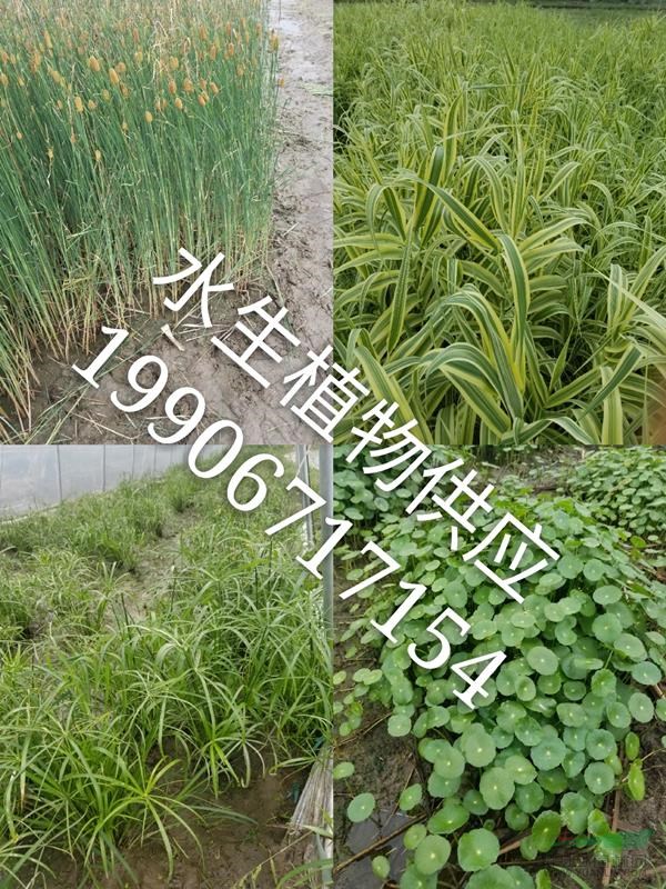 供應再力花，千屈菜.馬藺.狼尾草.水生美人蕉.聚草、萍逢草