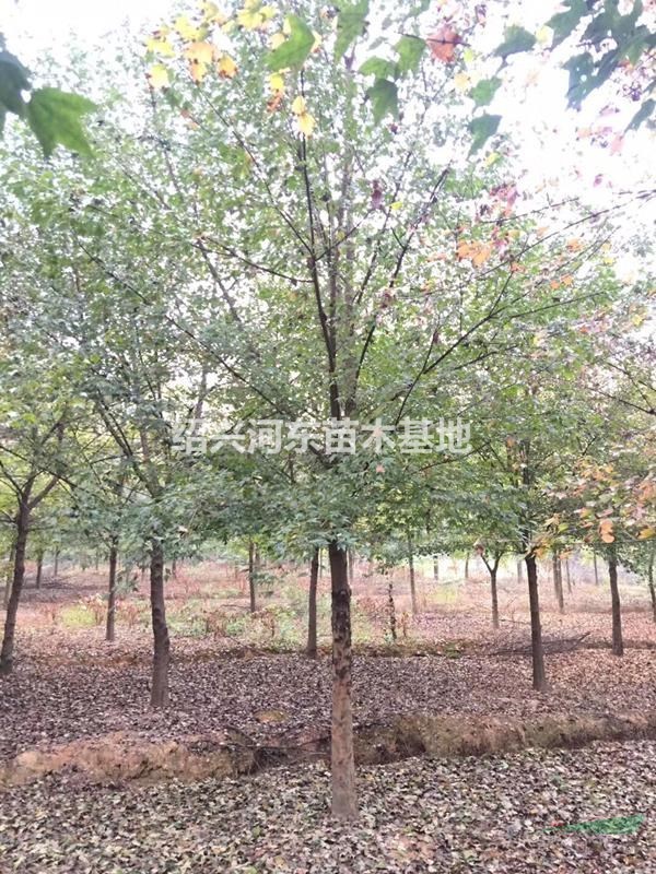 浙江紹興嵊州出售大量三角楓 精品三角楓 大小三角楓