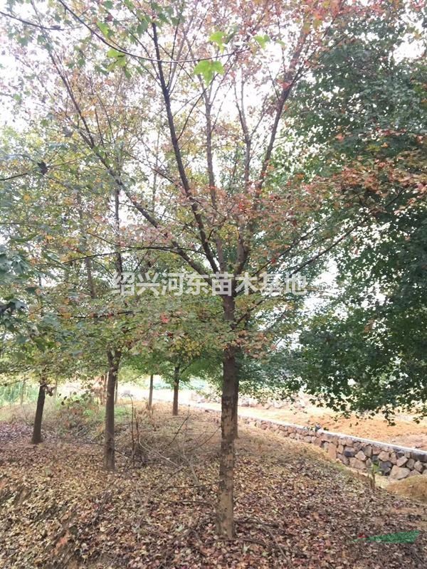 浙江紹興嵊州出售大量三角楓 精品三角楓 大小三角楓