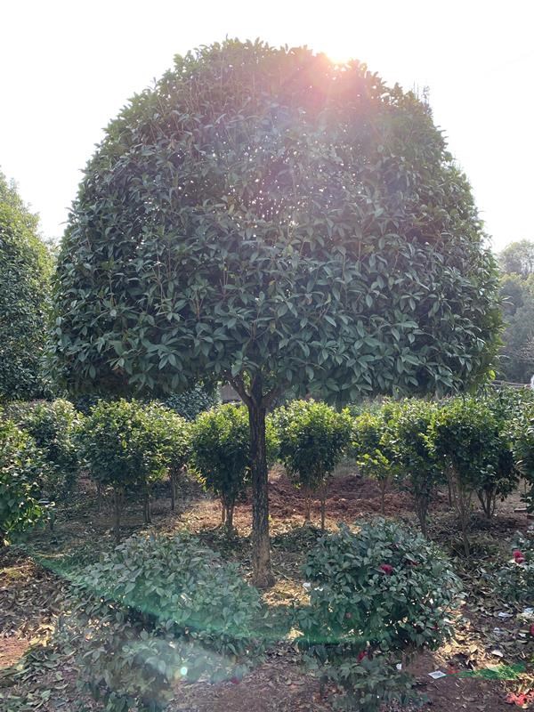 春季移栽桂花成活高移栽桂花樹(shù)湖南桂花精品桂花價(jià)格