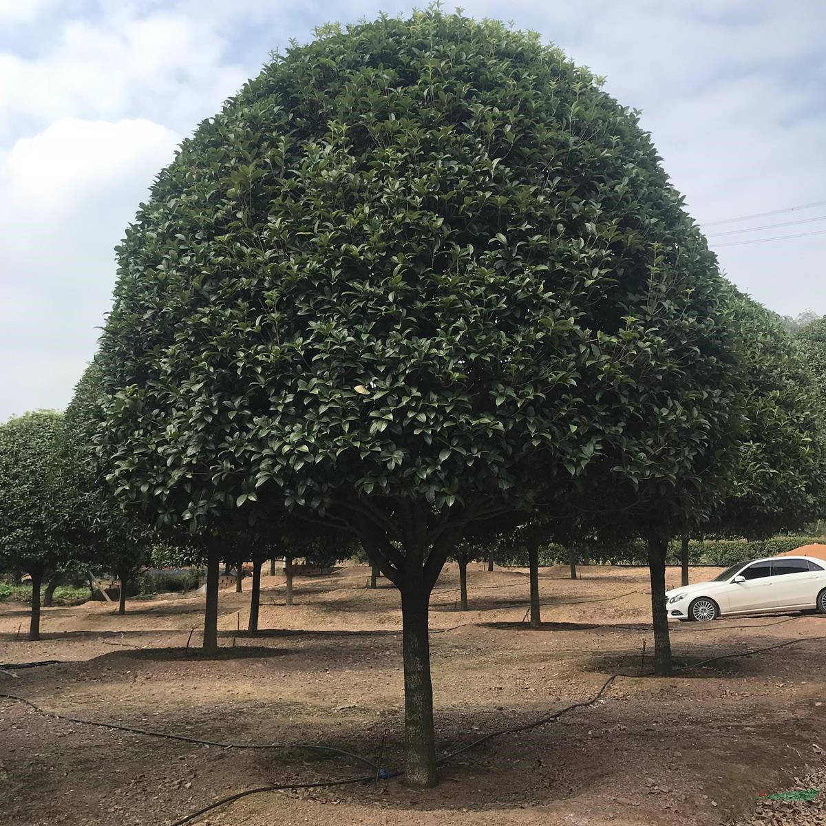 春季移栽桂花成活高移栽桂花樹湖南桂花精品桂花價(jià)格