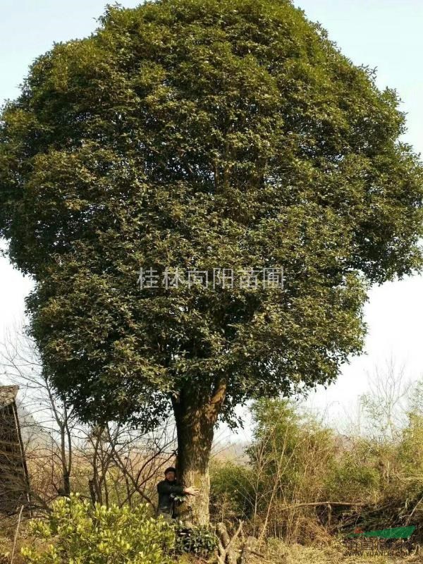 供應大規(guī)格桂花