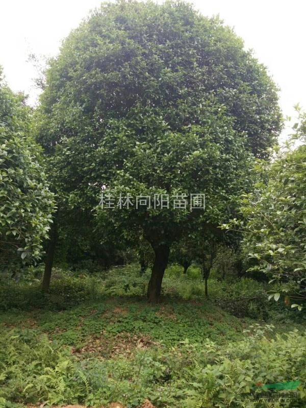 供應大規(guī)格桂花