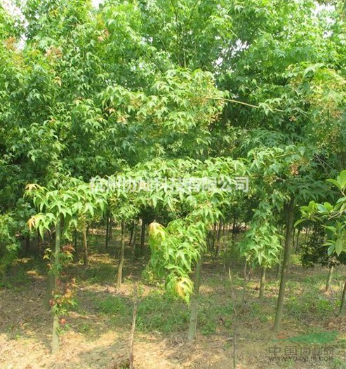 供青楓5到18公分和紅白玉蘭及叢生玉蘭叢生桂花香樟
