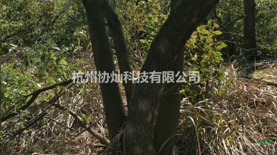 供青楓5到18公分和紅白玉蘭及叢生玉蘭叢生桂花香樟
