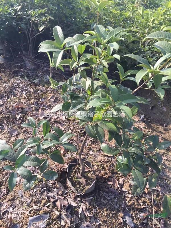 精品桂花四季桂大杯