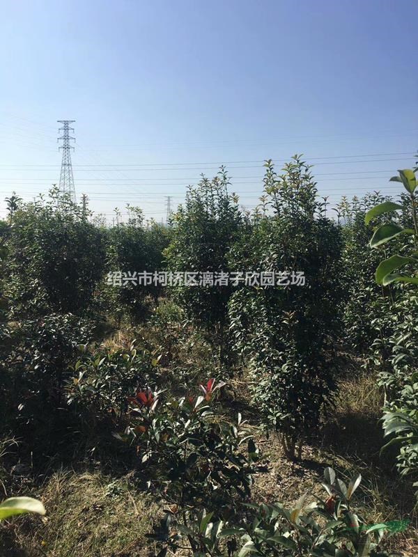 精品桂花籬笆苗 八月桂