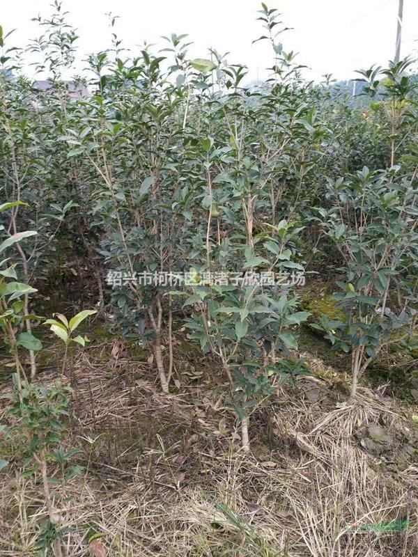 精品桂花籬笆苗 八月桂