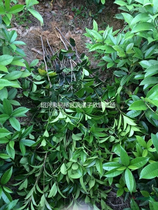 精品桂花小苗 高度35厘米以上