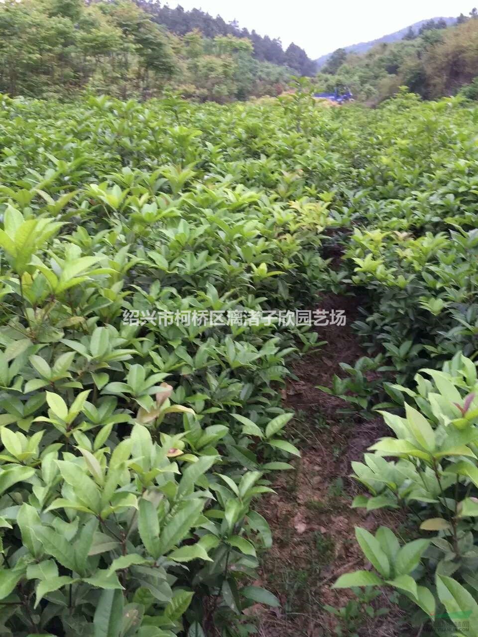 精品桂花小苗 高度35厘米以上