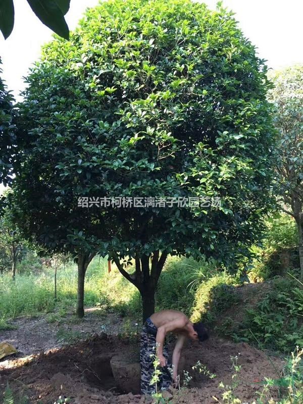 精品八月桂 桂花 冠副2米至4米 地徑7公分至15公分