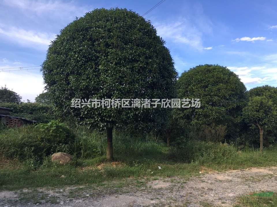 精品八月桂 桂花 冠副2米至4米 地徑7公分至15公分