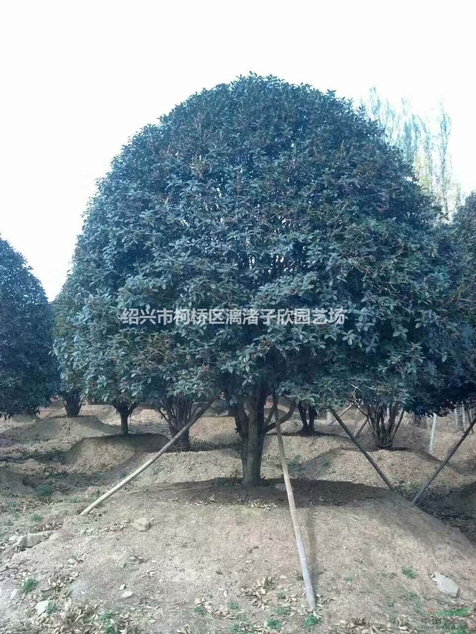 精品桂花冠副5米至7米 八月桂