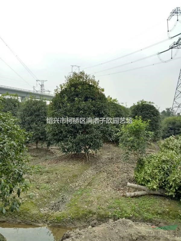 桂花 八月桂 自然冠