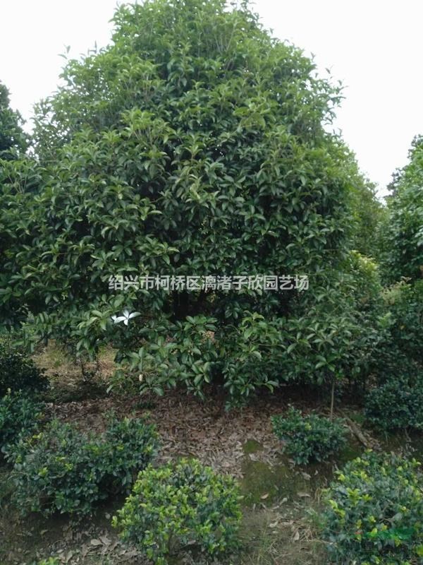 桂花 八月桂 自然冠