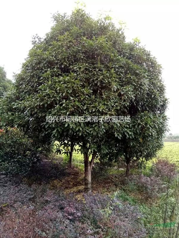 桂花 八月桂 自然冠