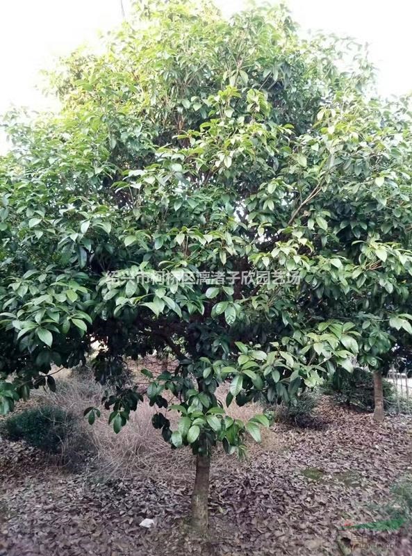 精品桂花四季桂冠1.5米至4米