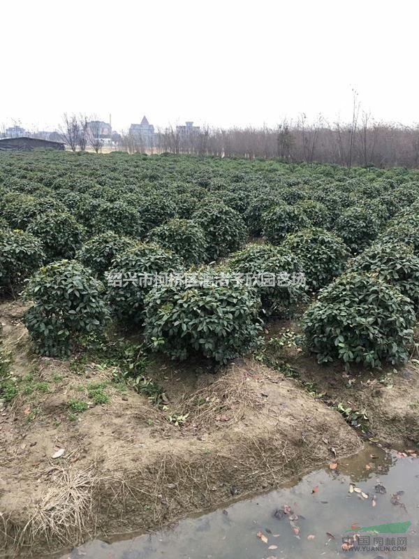 精品桂花球 八月桂 冠副1米至1.5米