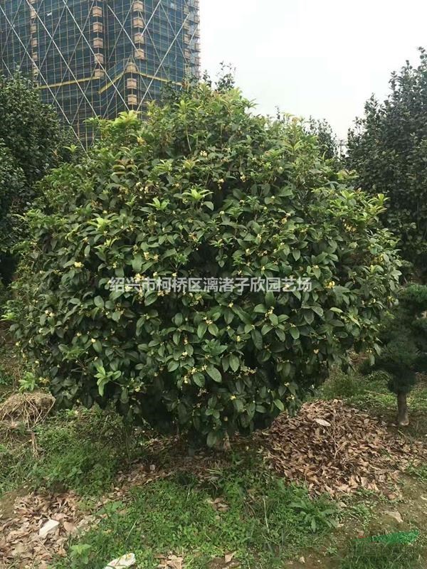 精品桂花球 八月桂 冠副1米至1.5米