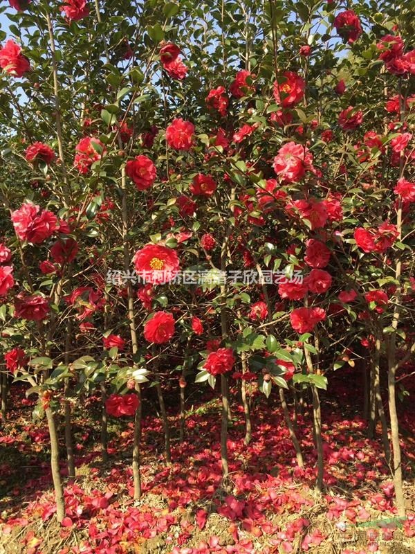 茶梅樹 2至8公分