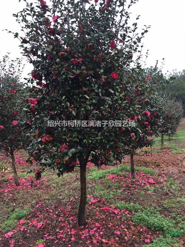 茶梅樹 2至8公分