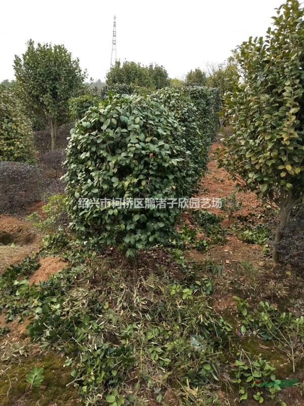 精品茶花球 冠副1米至1.5米