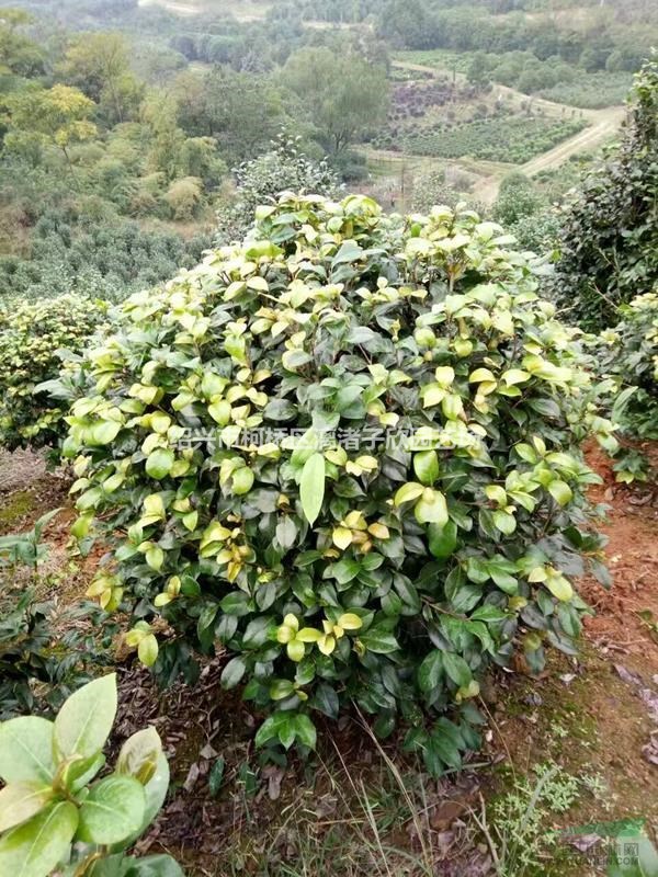 精品茶花球 冠副1米至1.5米