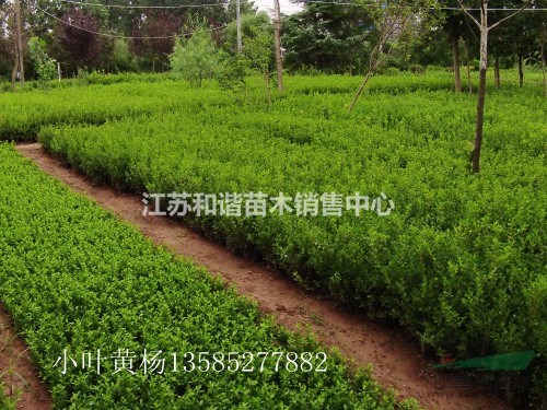 30公分冬青小苗價(jià)格基地種植戶40公分高冬青批發(fā)價(jià)格