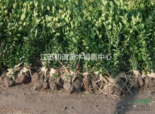 30公分冬青小苗價(jià)格基地種植戶40公分高冬青批發(fā)價(jià)格