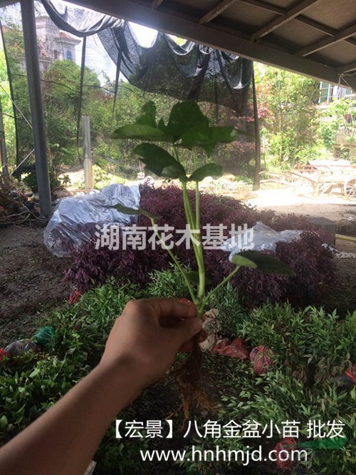 八角金盤小苗_湖南八角金盤|八角金盤小苗價(jià)格低價(jià)促銷_現(xiàn)場(chǎng)起