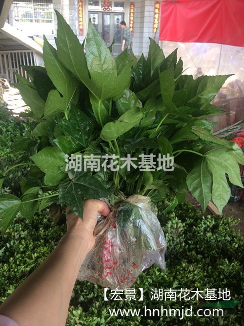 八角金盤小苗_湖南八角金盤|八角金盤小苗價(jià)格低價(jià)促銷_現(xiàn)場(chǎng)起