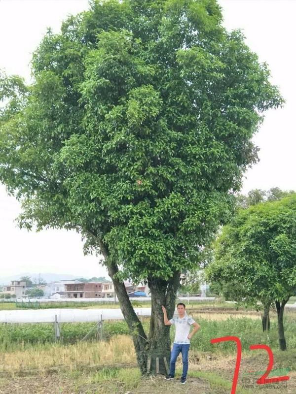 桂花樹基地