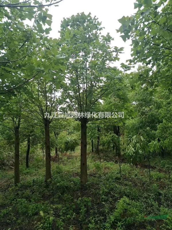 馬褂木價(jià)格 馬褂木苗木銷(xiāo)售 4-20公分馬褂木價(jià)格
