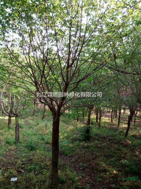 九江地區(qū)供應5-20公分櫻花