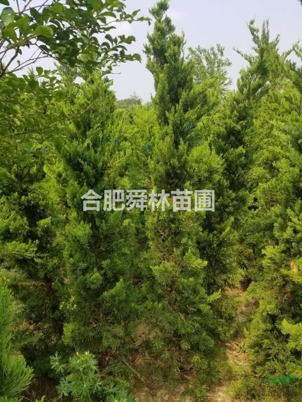 安徽滁州來安供應(yīng)1米到3.5米蜀檜龍柏