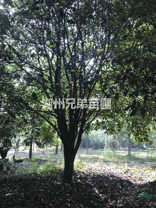 浙江供應(yīng)優(yōu)質(zhì)紅葉石楠12-13公分 如圖