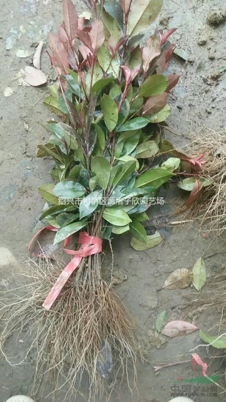 精品紅葉石楠地栽小苗 高度35厘米以上