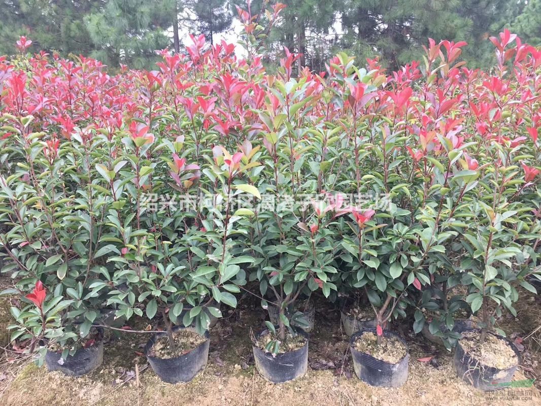 精品紅葉石楠大桶苗  冠副50厘米左右