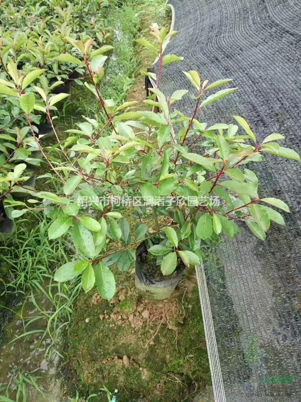 精品紅葉石楠大桶苗  冠副50厘米左右