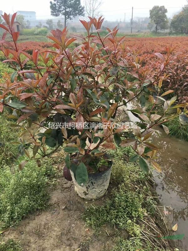 精品紅葉石楠大桶苗  冠副50厘米左右