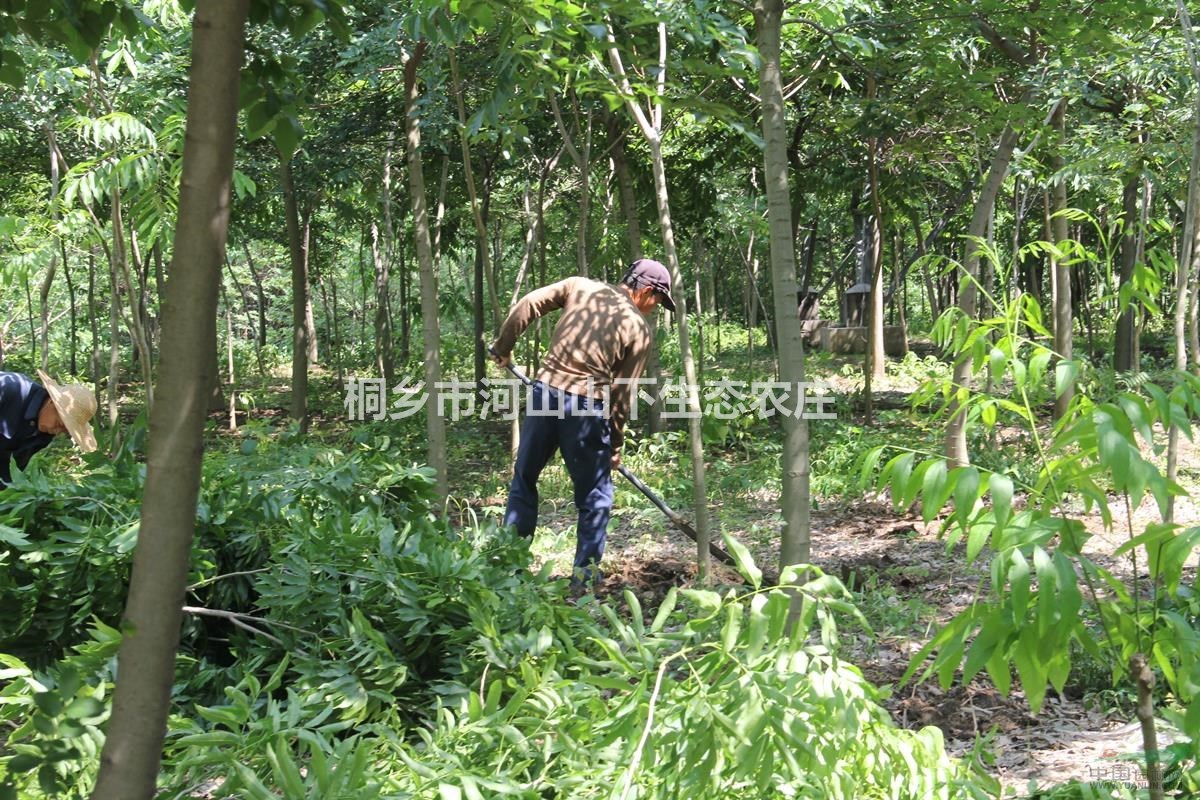 黃山欒樹 黃山欒樹基地 無患子 無患子基地 落羽杉基地